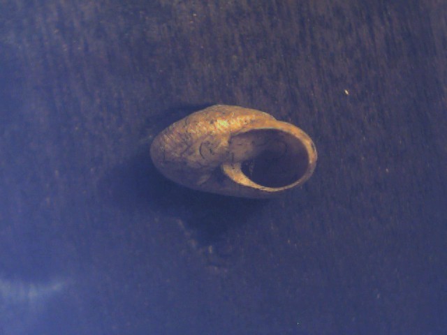 Cernuella lineata ?